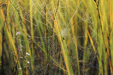 morning fog, autumn. field dry vegetation covered in cobwebs . the web hit the grasshopper.