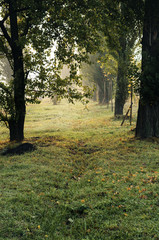 nature in autumn. the trees stand in a row , the prospect in the frame. alley in the Park . Misty morning.