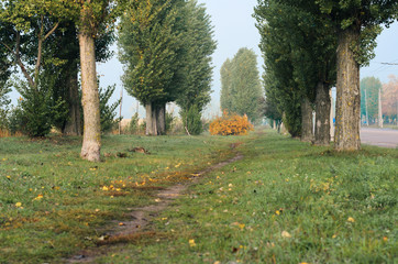 nature in autumn. the trees stand in a row , the prospect in the frame. alley in the Park . Misty...