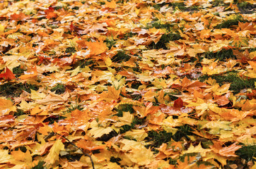 pour colorful autumn background.