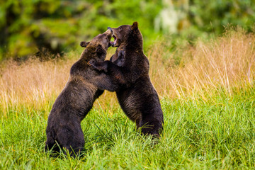 Orso grizzly della costa che pesca salmoni in Canada o Alaska