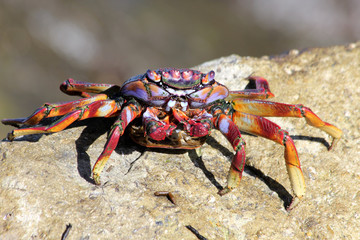 TIERE_2804_rote_Klippenkrabbe