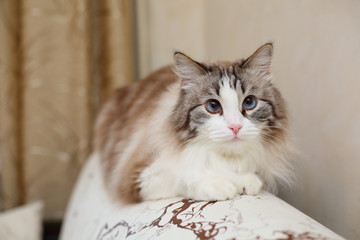 Siberian cat home at sofa