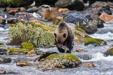 Orso grizzly della costa che pesca salmoni in Canada o Alaska - 179417810
