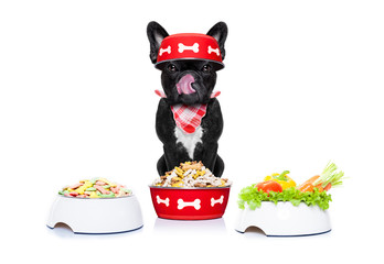 hungry dog with food bowls
