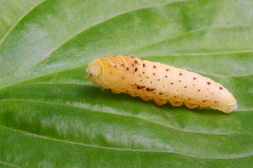  Сaterpillar on a white
