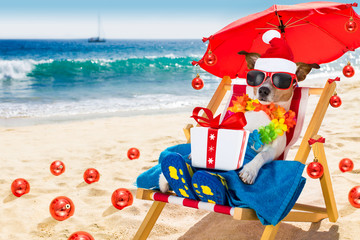 dog in hammock  as santa claus on christmas at the beach - obrazy, fototapety, plakaty