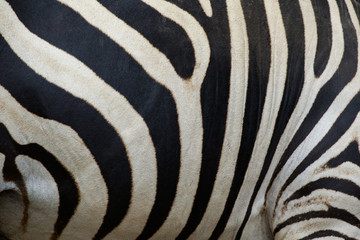 Fototapeta na wymiar Abstract background skin of a zebra, white and black color. Wild Animals.