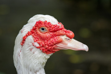 Image of Musky duck or indoda, Barbary duck with red nasal corals. Muscovy white duck