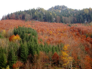 Fototapeta premium Mixed forest at the of autumn, Beautiful autumn mixed forest 
