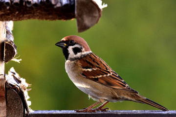 Spatz beim sonnen