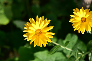 Der Herbst bäumt sich auf