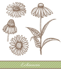 Echinacea in Hand Drawn Style. Vector Illustration