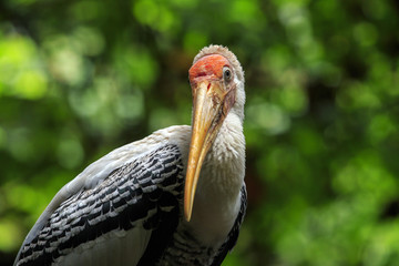 Image of Painted Stork (Mycteria leucocephala) on nature background. Wild Animals. Bird.