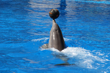 TIERE_2272_Delphin © Stephan von Mikusch
