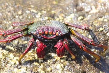 TIERE_2358_rote_Klippenkrabbe