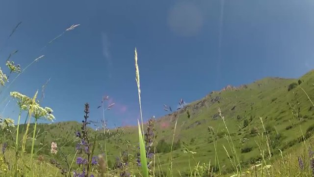 Carrellata soggettiva di fiori nei prati di montagna