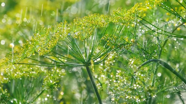 Inflorescence of dill under rain