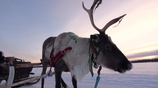 Slow motion, close up tourist girl enjoying reindeer sledge ride on winter holidays in Lapland, Finland