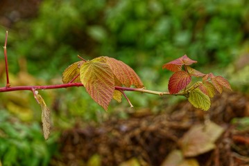 тонкая ветка малины с цветными листьями в осеннем саду