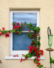 Fototapeta na wymiar Red flowers stretch across the window of a San Diego beach house
