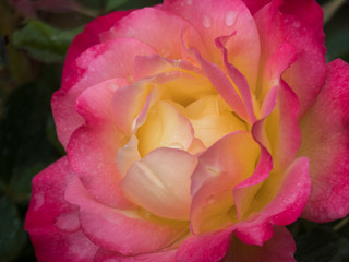 Close Up Perfect Rose in a raining day