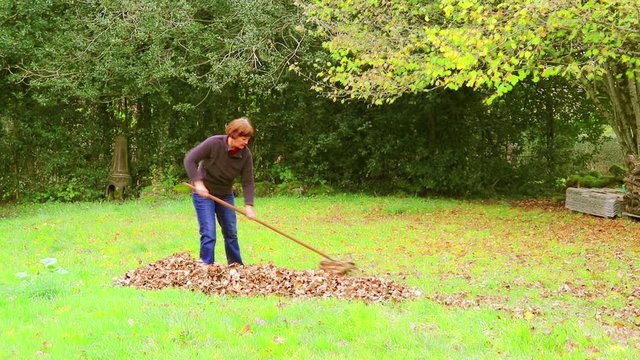 One midle age woman collects fallen leaves.