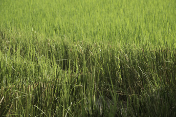 Field of rice in sunny day