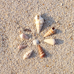 Sea Shells on Sand in Circular Shape