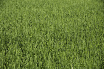 Field of rice in sunny day
