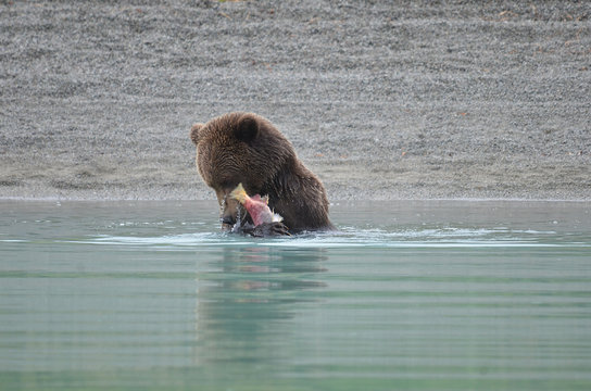 Grizzly bear eating a salmon mea