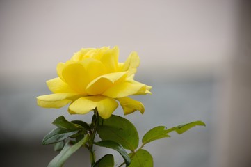 Rose jaune .