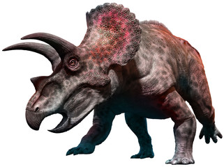 Triceratops  - obrazy, fototapety, plakaty