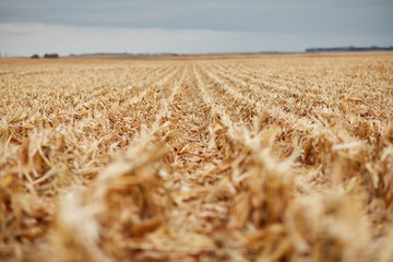 Receding rows of maize stubble during harvesting
