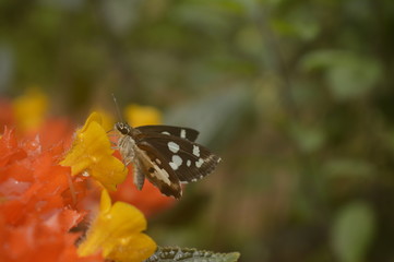 Batterfly's love