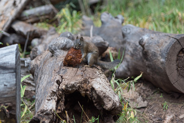 Squirrel Eating Mushroom