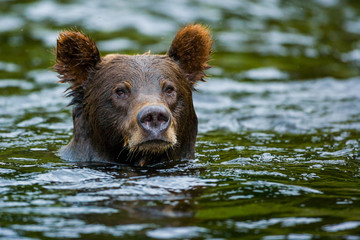 Orso grizzly della costa che pesca salmoni in Canada o Alaska - 179425203