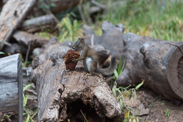Squirrel eating mushroom
