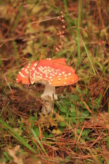 fly agaric in the woods