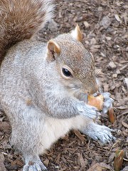 Close up of a squirrel eating a nut