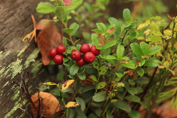 bilberry berries on a branch