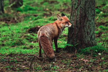 Wild fox in the forrest