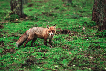 Wild fox in the forrest