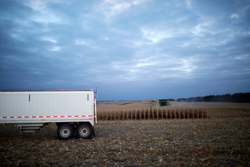 Moody landscape of a maize field during harvest