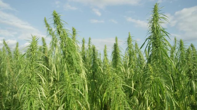 Close up green marijuana plants growing in sunny field