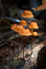 orange mushrooms in rainforest on national park at Thailand