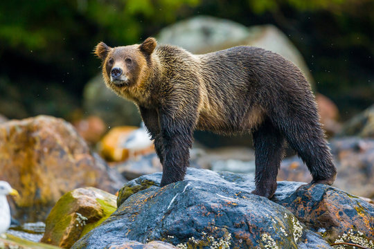 Orso grizzly della costa che pesca salmoni in Canada o Alaska