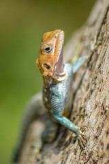 Lizard of all colors on a trunk in a garden of Mombasa in Kenya