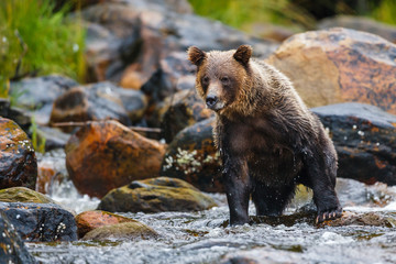 Orso grizzly della costa che pesca salmoni in Canada o Alaska