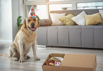 Happy dog celebrating birthday at home